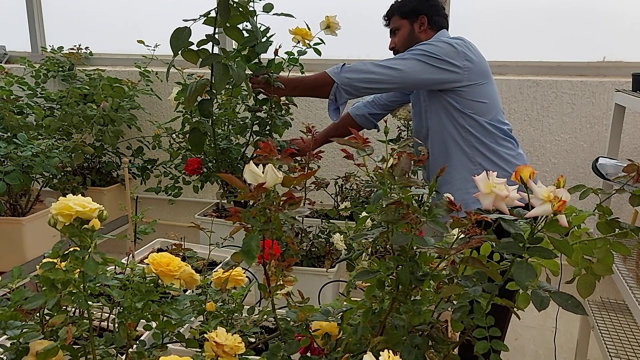 يعقوب الجليجل _ زراعة الجوري و العناية بالشتلات