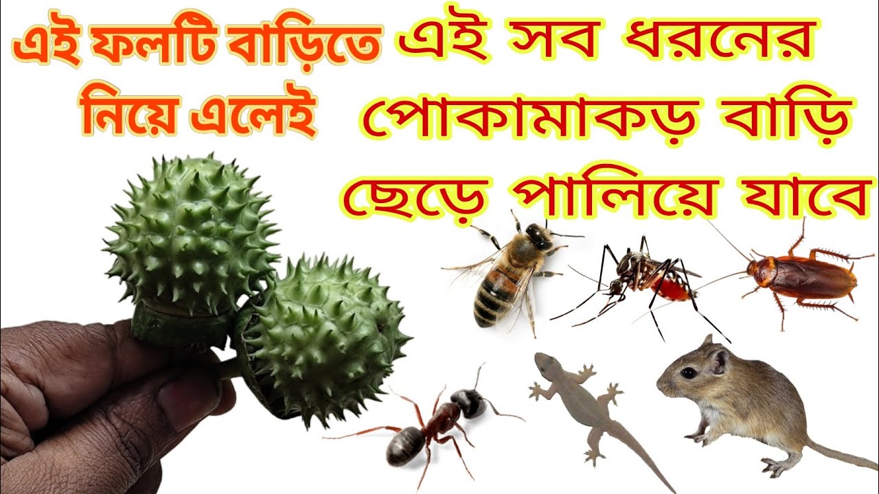 এই ফলটি কোথাও দেখতে পেলে সঙ্গে সঙ্গে বাড়িতে নিয়ে আসুন 😱 সব রকম পোকামাকড় বাড়ি ছেড়ে পালিয়ে যাবে