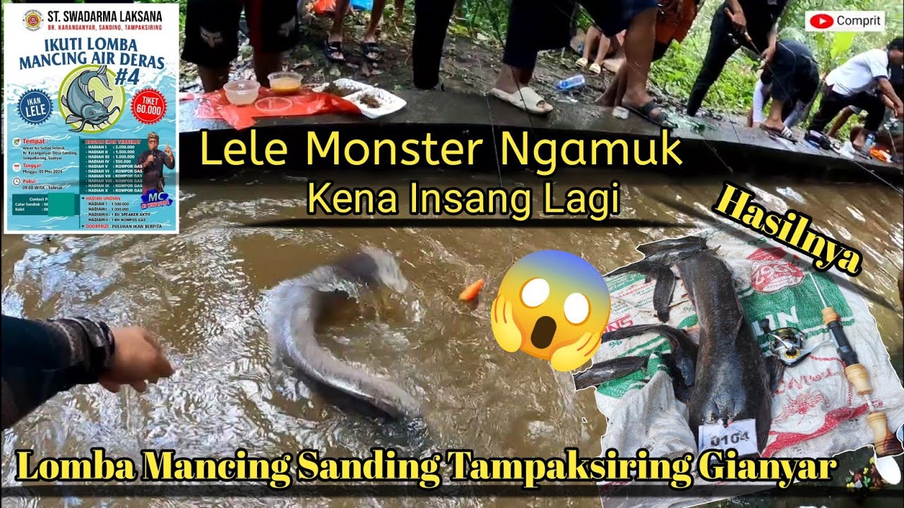 Lele Master 3,2 kg Naik Dengan Joran Costum Baru di Lomba Mancing Sanding Tampaksiring Gianyar