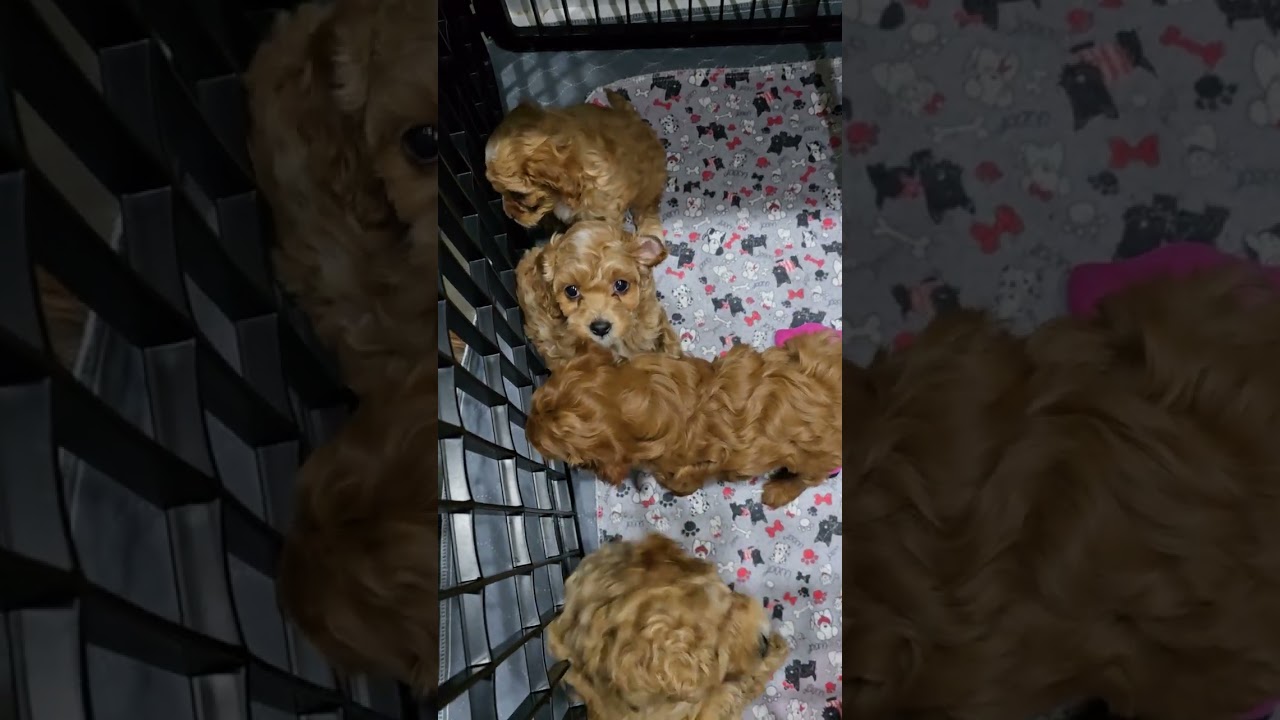 Sally's 2ns litter 6.5 week update