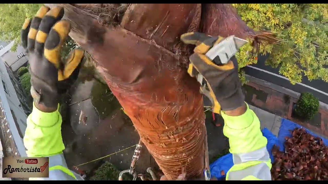 Quitando cáscara de palmera con navaja #ramborista