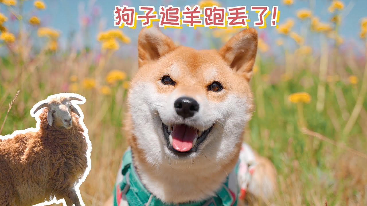 狗子在新疆大草原追羊，跑丢了！