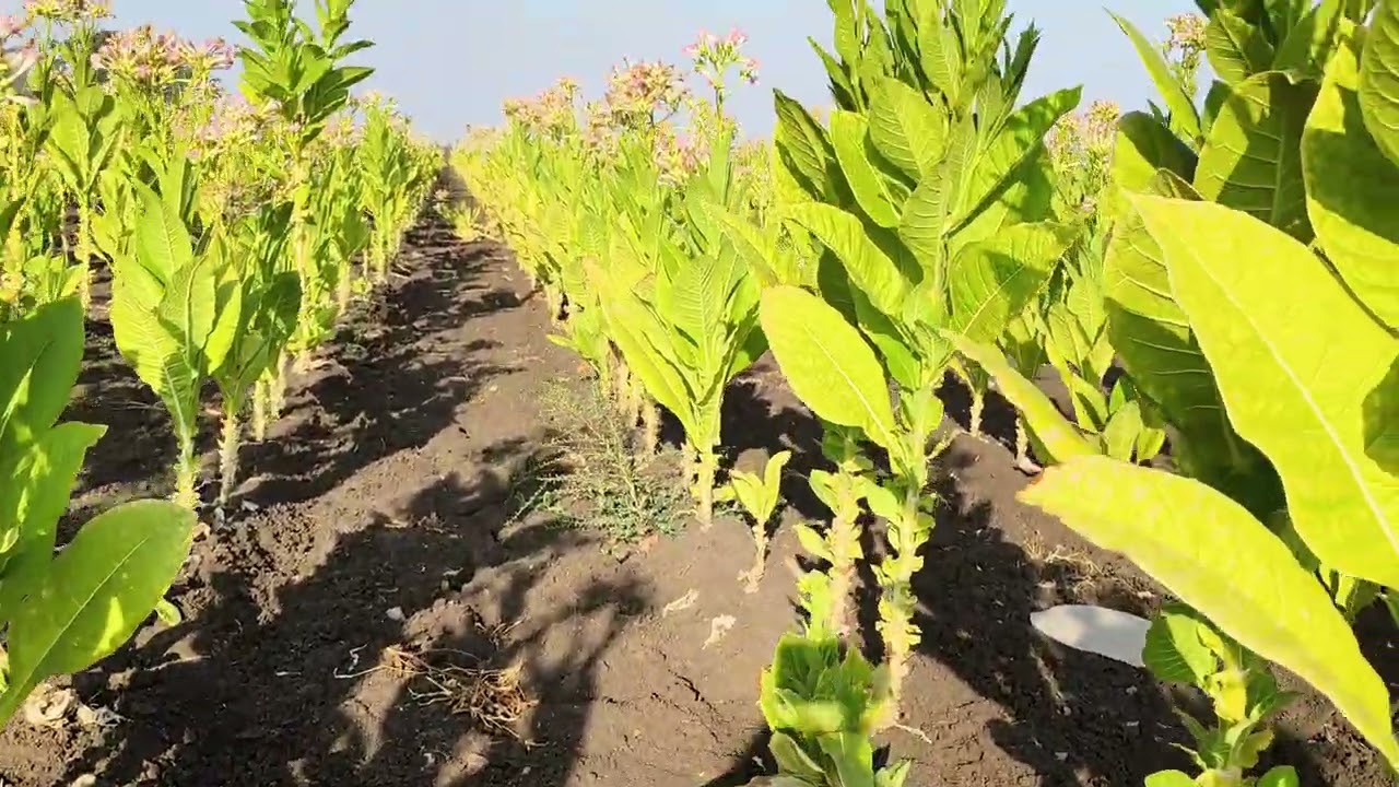 तंबाखू कशी बनवतात त्याची संपूर्ण माहिती.