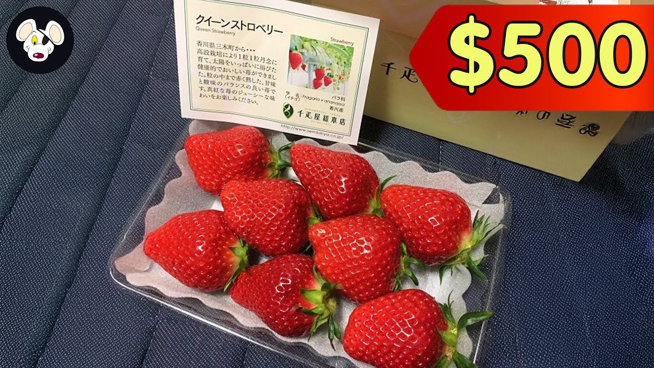 $500 for a Strawberry?! The World&rsquo;s Most Expensive Strawberries 🍓💸 | So Expensive