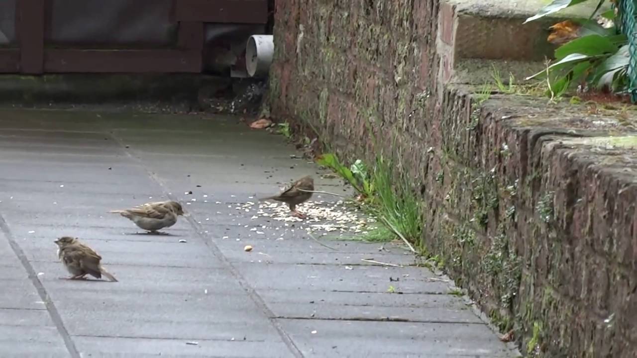13 juillet 2016, dans mon jardin...(regarder en HD)