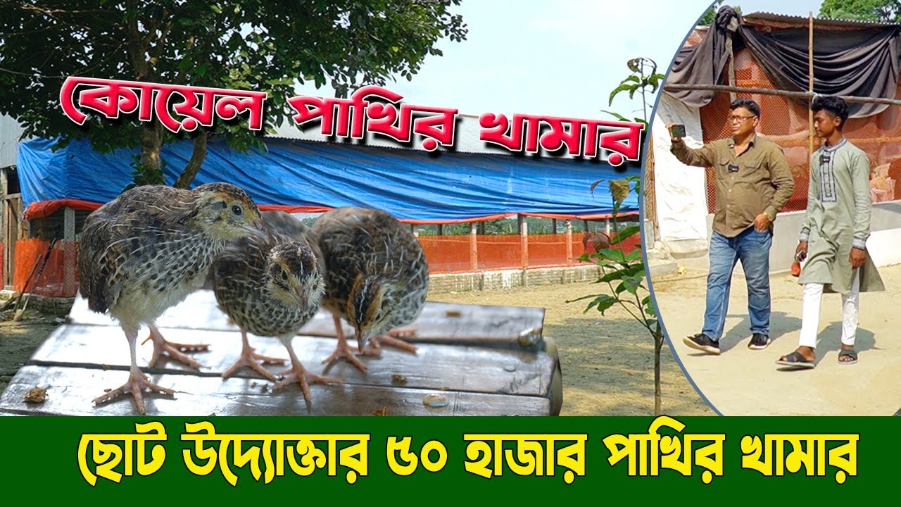 ছাত্র বয়সেই স্বাবলম্বী সুরোজ! ৯ম শ্রেণির ছাত্র গড়লো কোয়েল পাখির খামার | Koyel Pakhi Palon