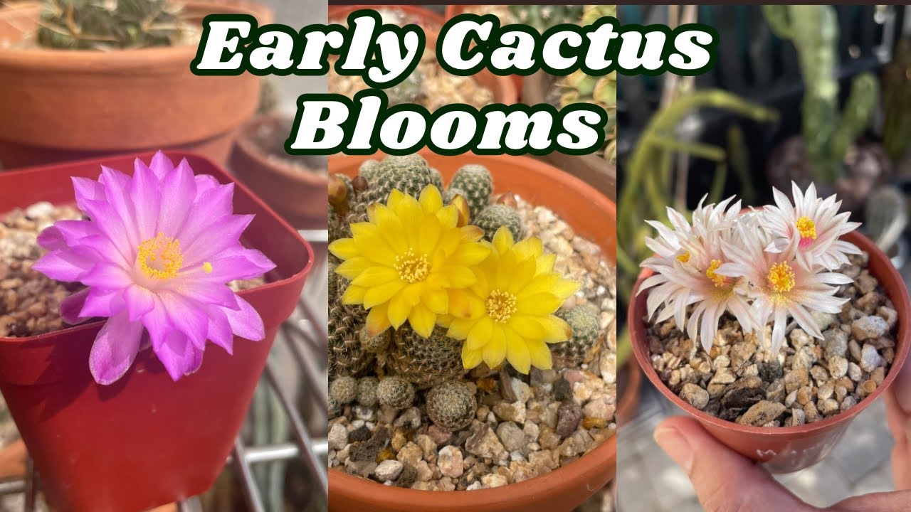 Early Spring Cactus Flowers