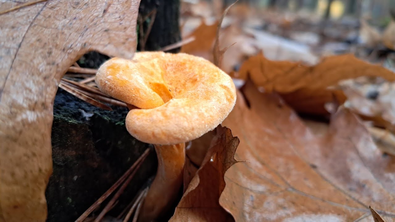 Kurka, lis&oacute;wka - por&oacute;wnanie