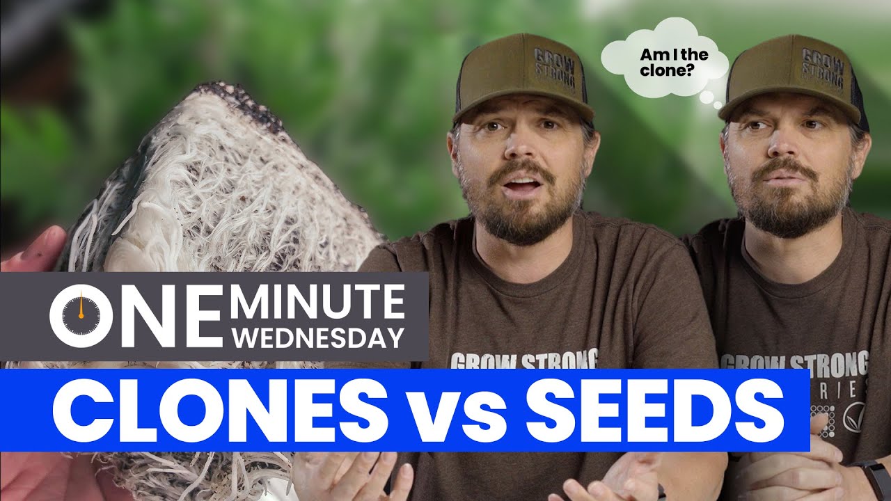 Grower's Questions Answered: Seed vs Clone  - OMW #1