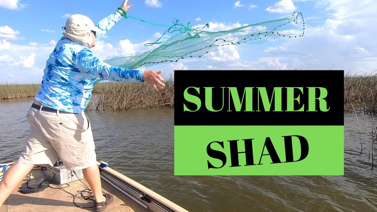 TIPS for locating, catching, & keeping SHAD alive during the SUMMER
