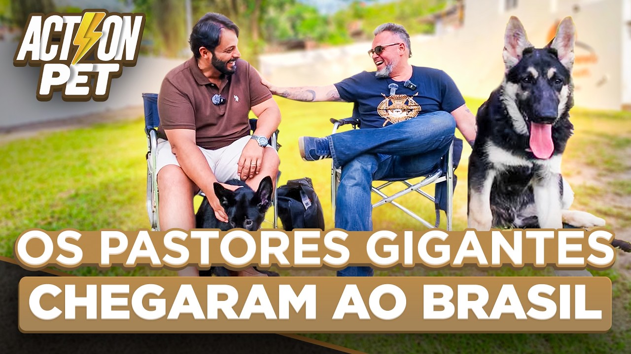Pastor do Leste Europeu (VEO) no Brasil | Cinofilia Digital