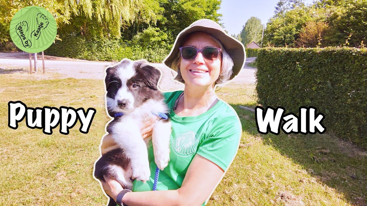 Carry a dog! How to do a longer walk with your border collie puppy! #PUPPYWALK