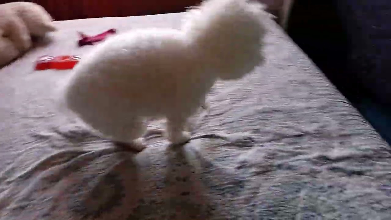 Copito después del shower