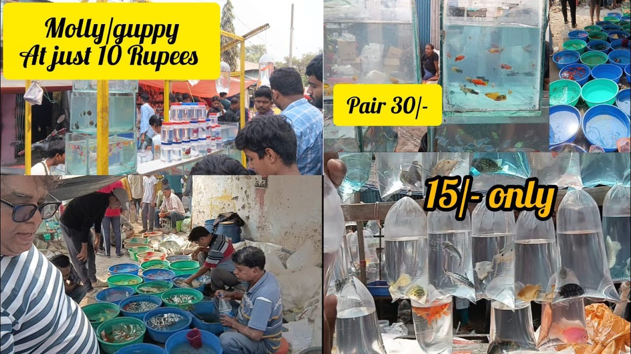 GALIFF STREET PET MARKET (FISH MARKET) #itami_titami #petlover #galiffstreet #galiffstreetpetmarket 