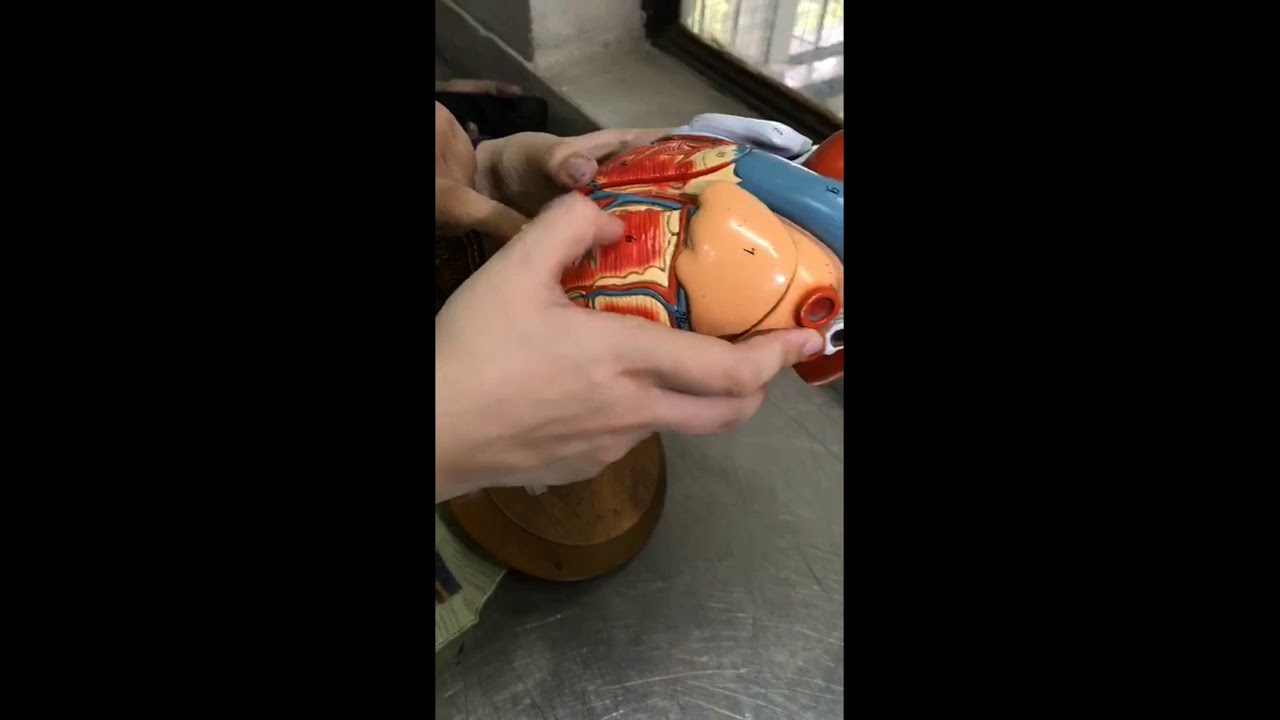 Heart Model | OSPE | spotting
