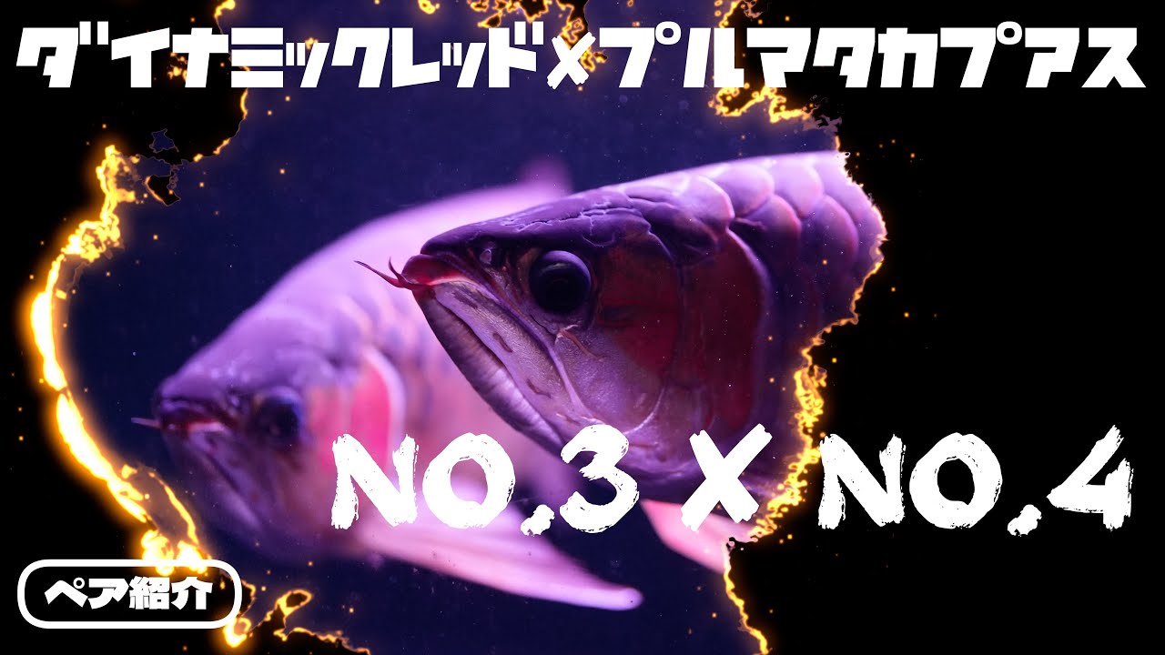 【紅龍のペア紹介】No.3×No.4（ダイナミックレッド8歳前♀×プルマタカプアス7歳半♂ チャンネル鉄板ペアを紹介