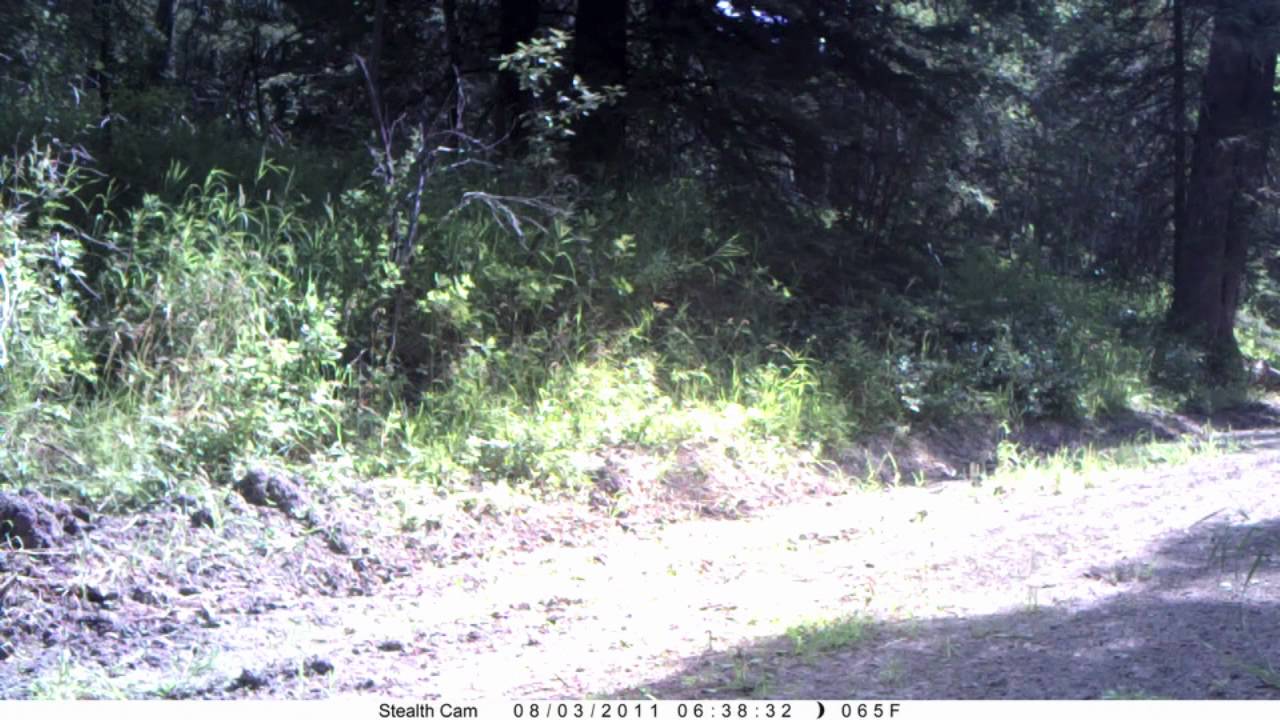 Cougar running by trail camera