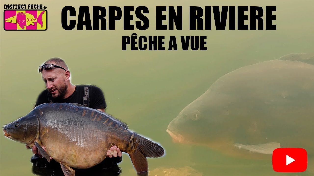Carpes en Rivière, Pêche à Vue
