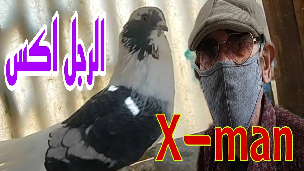🔴 انا 60 سنة غاوي ابلق بنفسجي #الحمام_الغزار #محمدالعربي