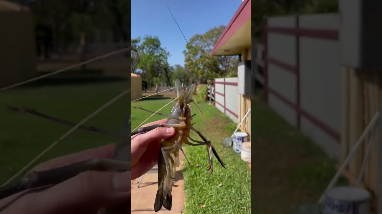 GIANT FRESHWATER PRAWN 🦐 (CHERABIN) #shorts #viral #youtube #youtubeshorts #youtuber #4k #australia