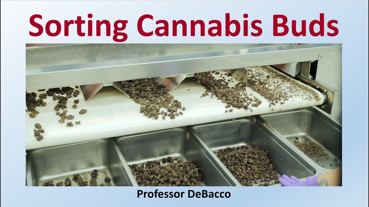Sorting Cannabis Buds