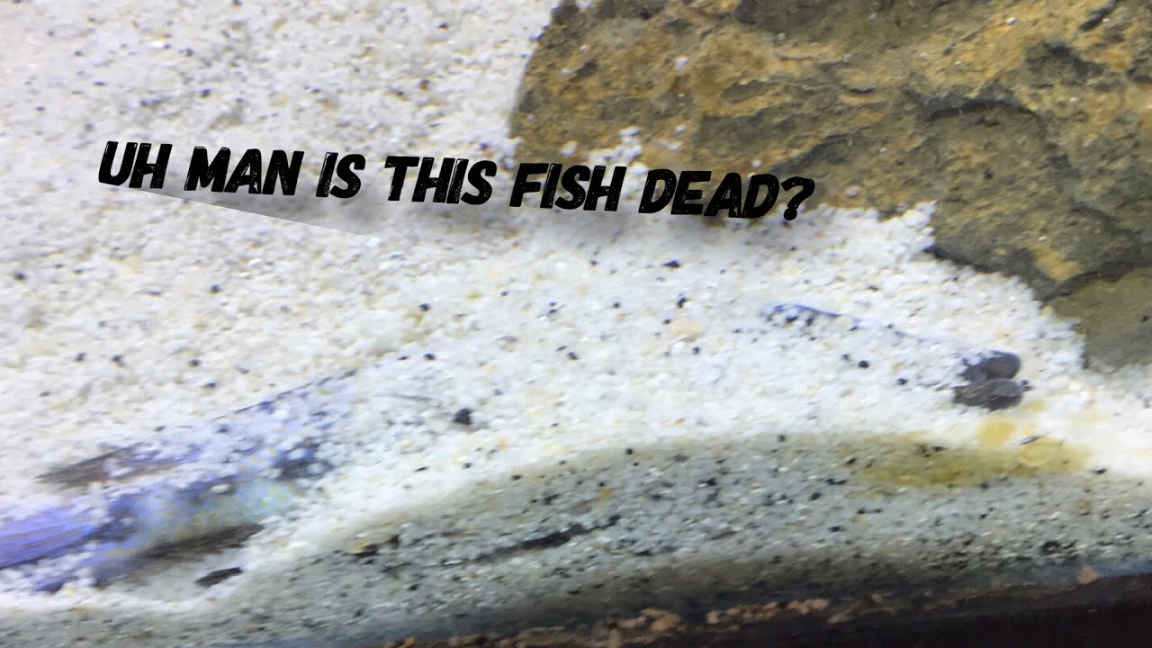 Fossochromis Rostratus |  Cunningham Cichlids
