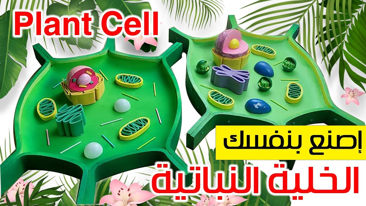 كيفية صنع مجسم الخلية النباتية How to make Plant Cell Models