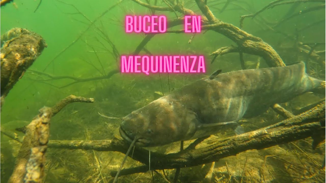 BUCEO EN MEQUINENZA: Siluro, carpa, black bass...