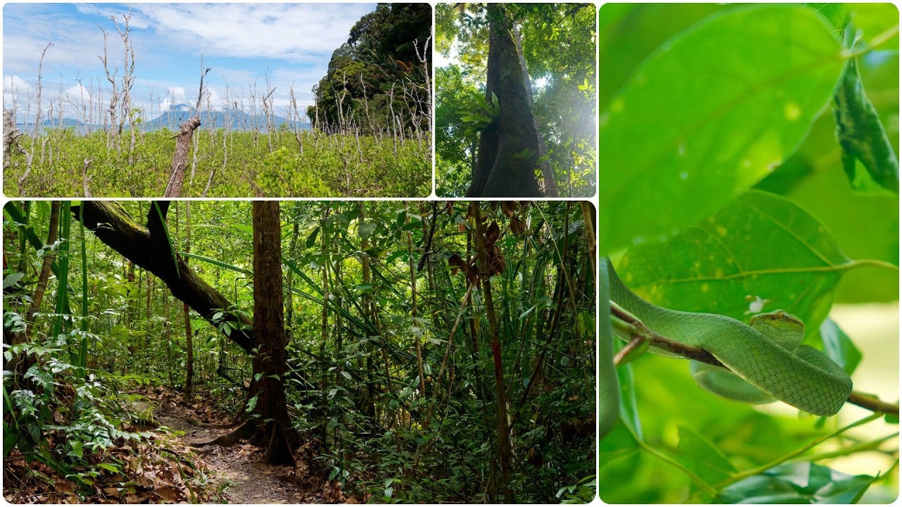 Bako Forest National Park in Sarawak, Borneo