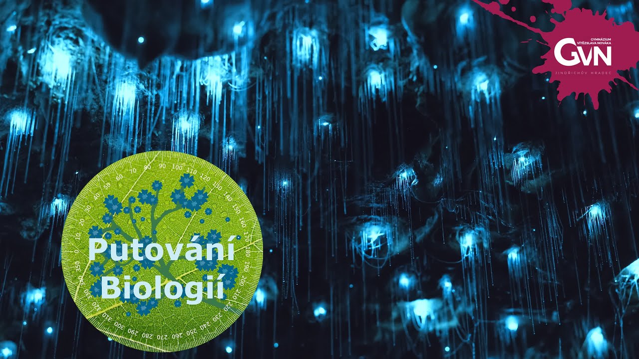 Bioluminiscence / Světlušky / Bedlobytky (Putování Biologií)