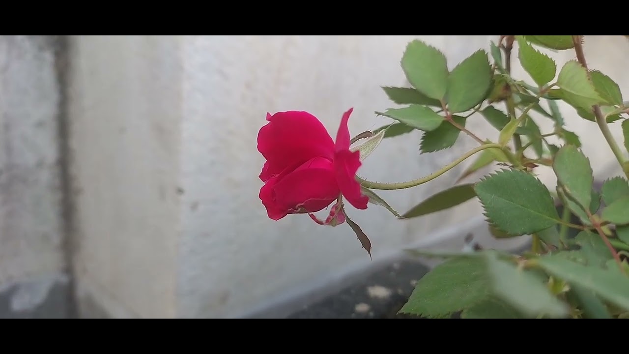 Flowers....🌺🌸🥀🥀