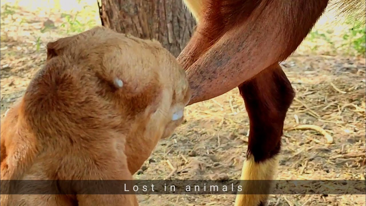 Goat kids drinking milk | Goat sounds | goat call | goat baby