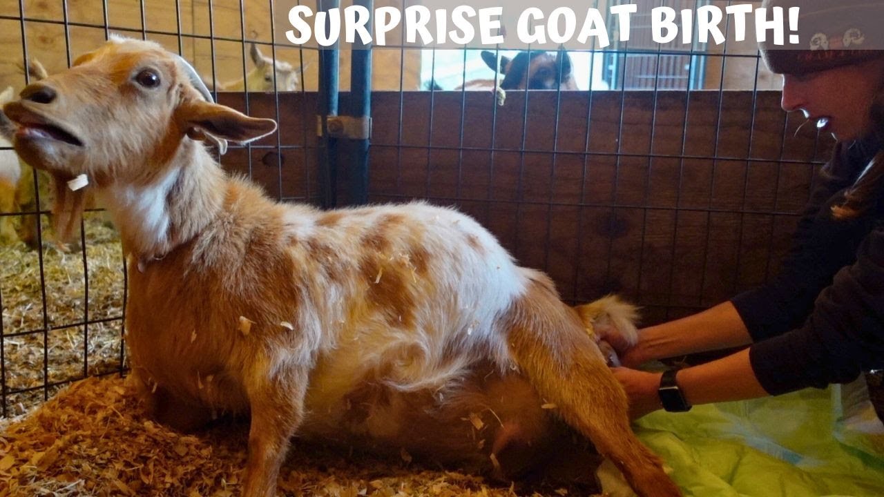 SURPRISE BIRTH! I WAS WRONG! NIGERIAN DWARF GOAT GIVES BIRTH!