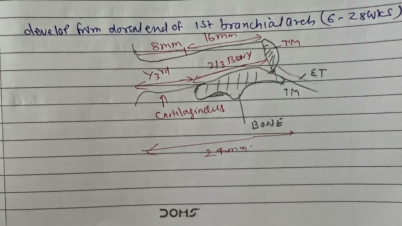 Anatomy of external ear