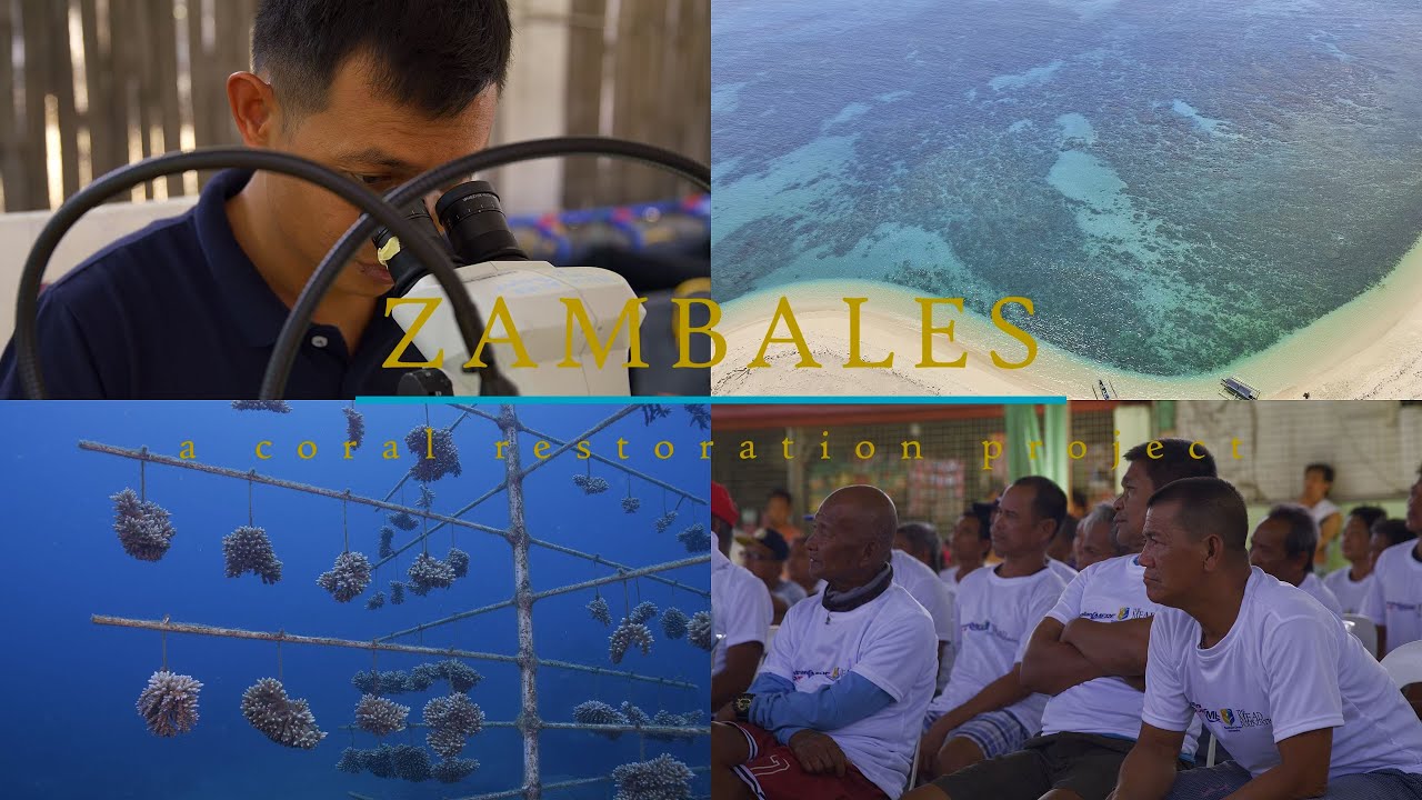 Zambales Philippines, Coral Reef Restoration Project.