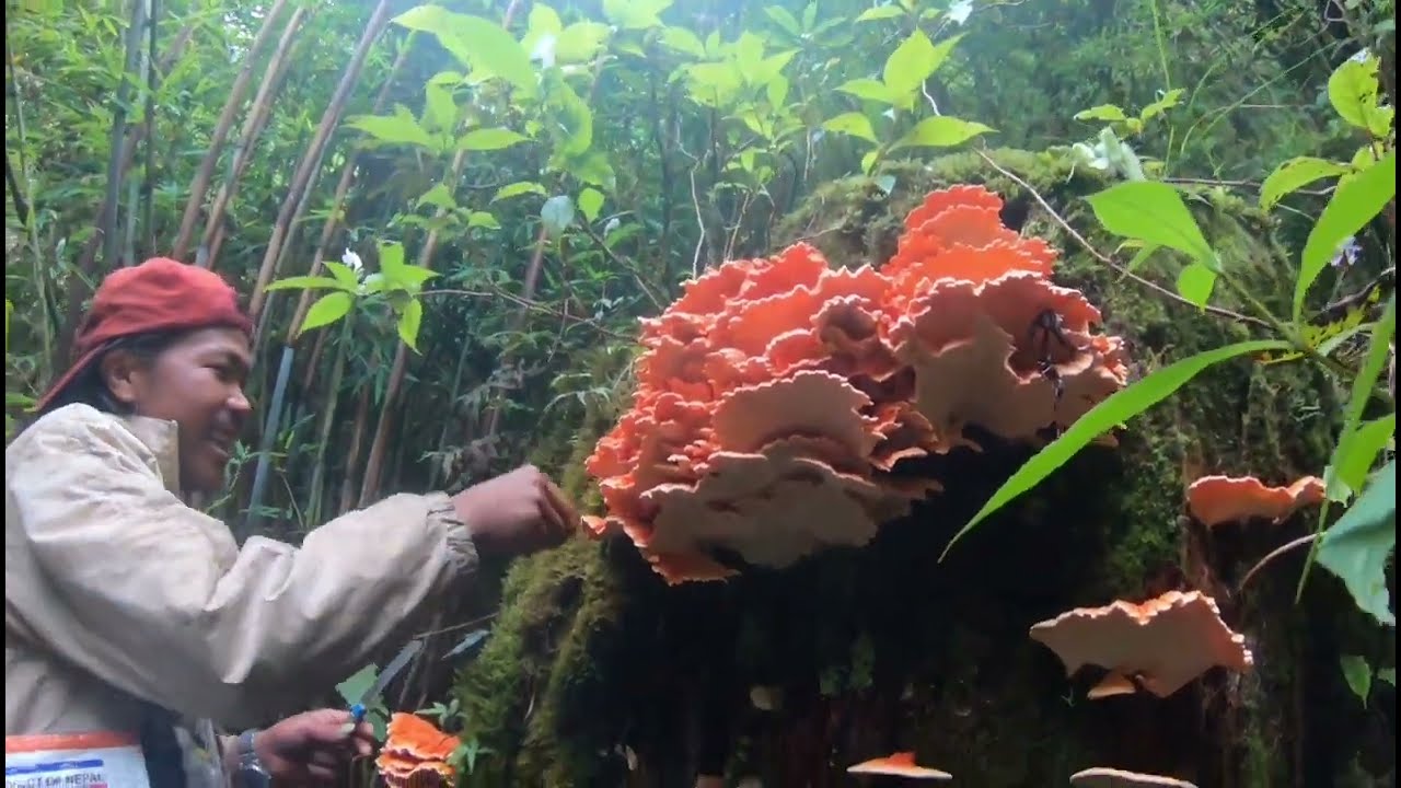 mushroom hunting nepal||Red mushroom found||mushroom🍄 #mushroom @upvlogumesh