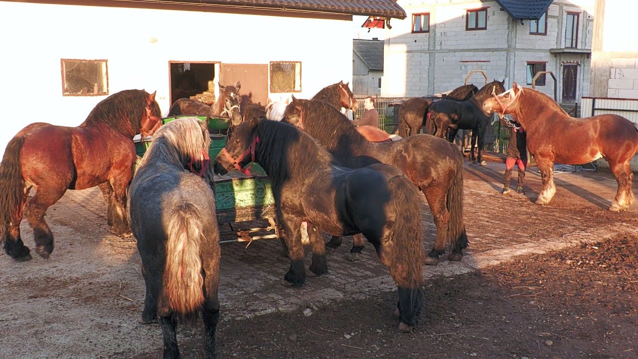 18 Cai acasă la Nelu Maioru de la Vicovu de Sus - Bucovina 2025