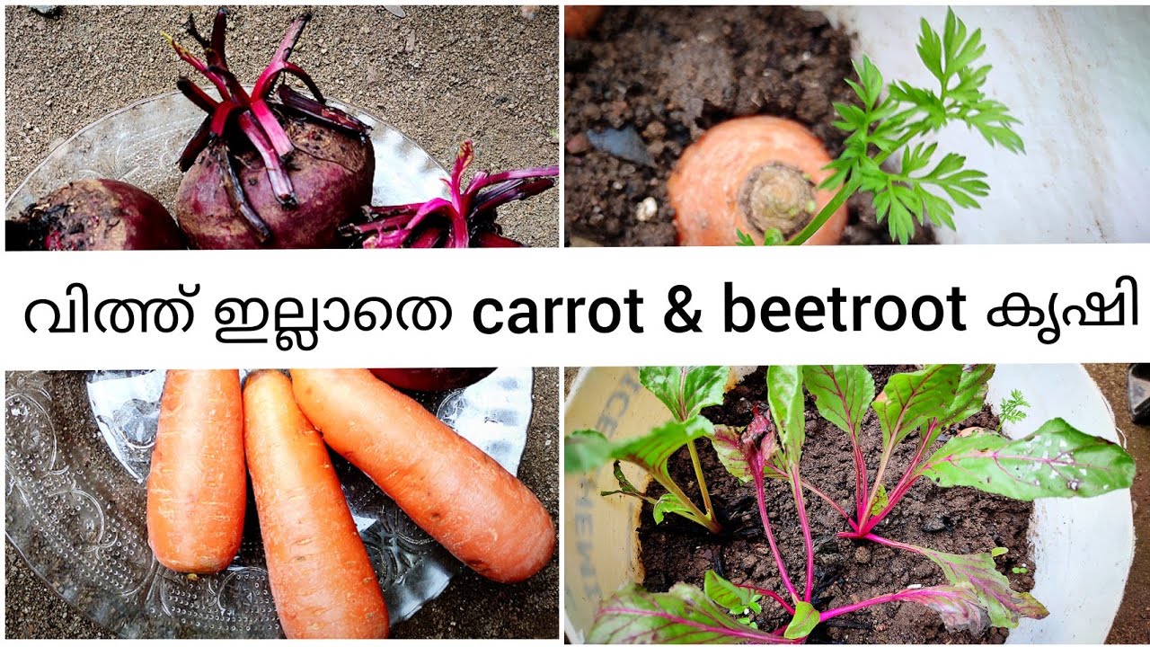 Carrot & beetroot വിത്ത് ഇല്ലാതെ കൃഷി ചെയ്യാം|carrot and beetroot cultivation without seeds|