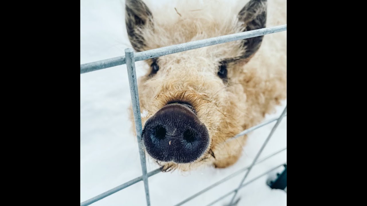 Kunekune and Mangalica pigs in Alaska.