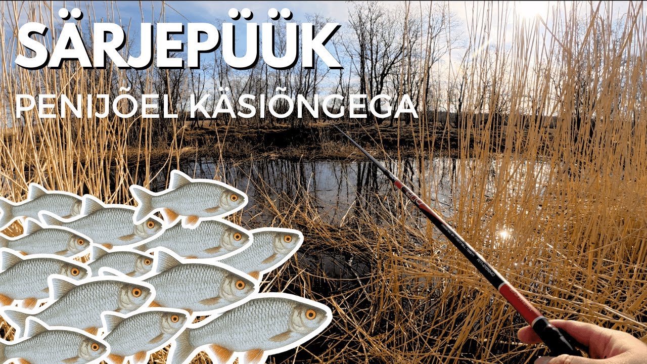 Särjepüük I Kevadine siirdesärg Penijõel 2025