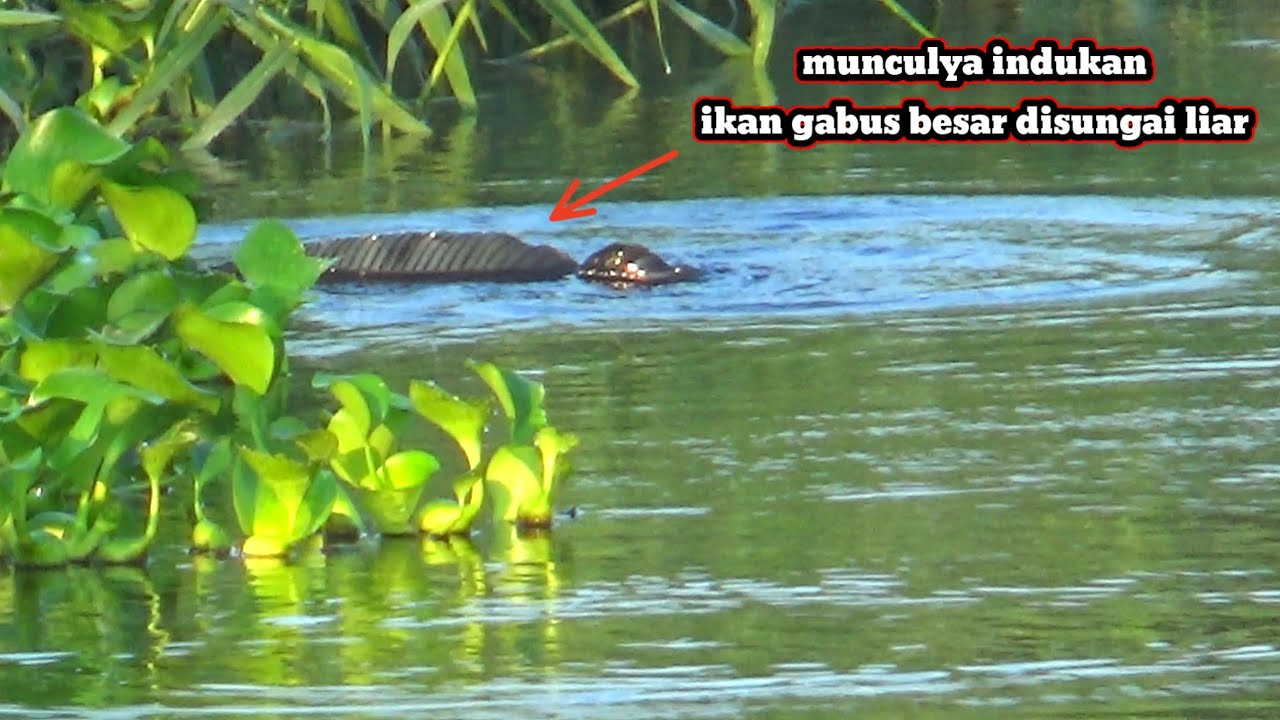 MOMEN LANGKA.!!pemancing menjumpai sarang ikan besar saat mancing disungai liar | mancing gabus