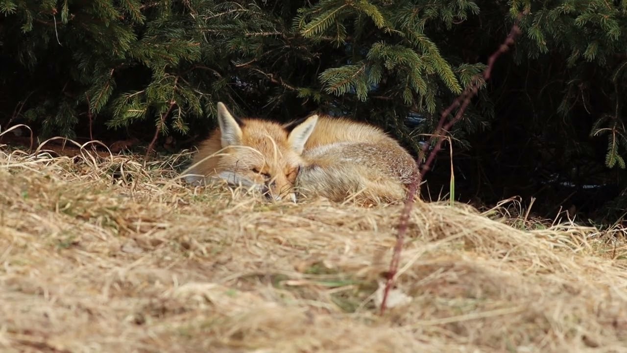 Renard roux