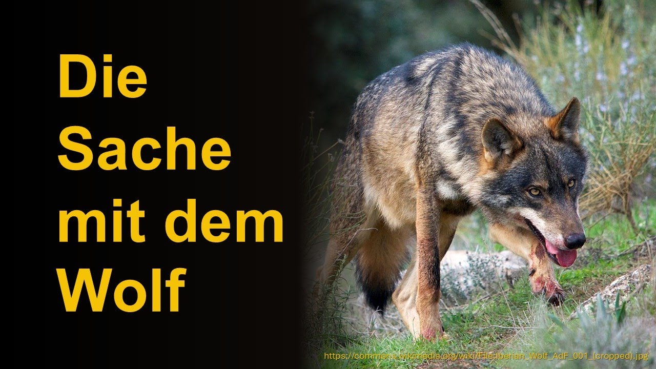 Die Sache mit dem Wolf
