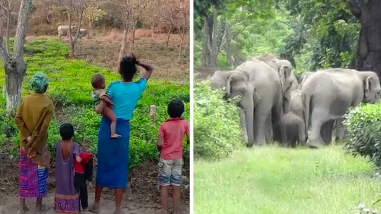 Indian Farmer Creates Jungle For Elephants