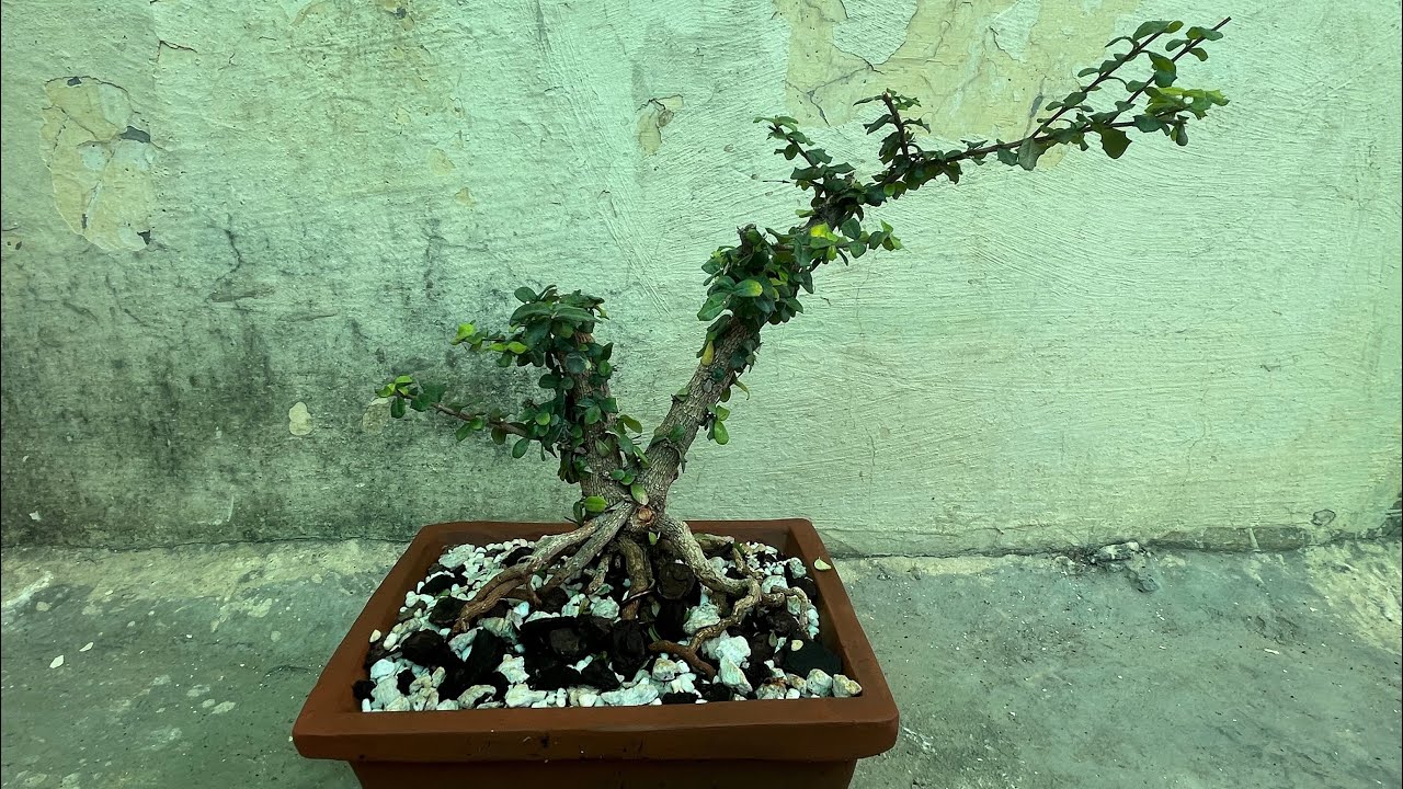 Potting a bonsai of Malpighia coccigera