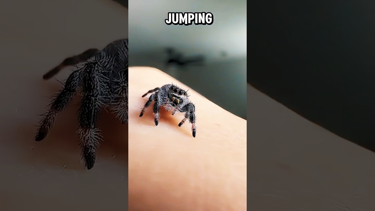Jumping Spiders as Pets? Why Theyre Harmless and Fun? 🕷️