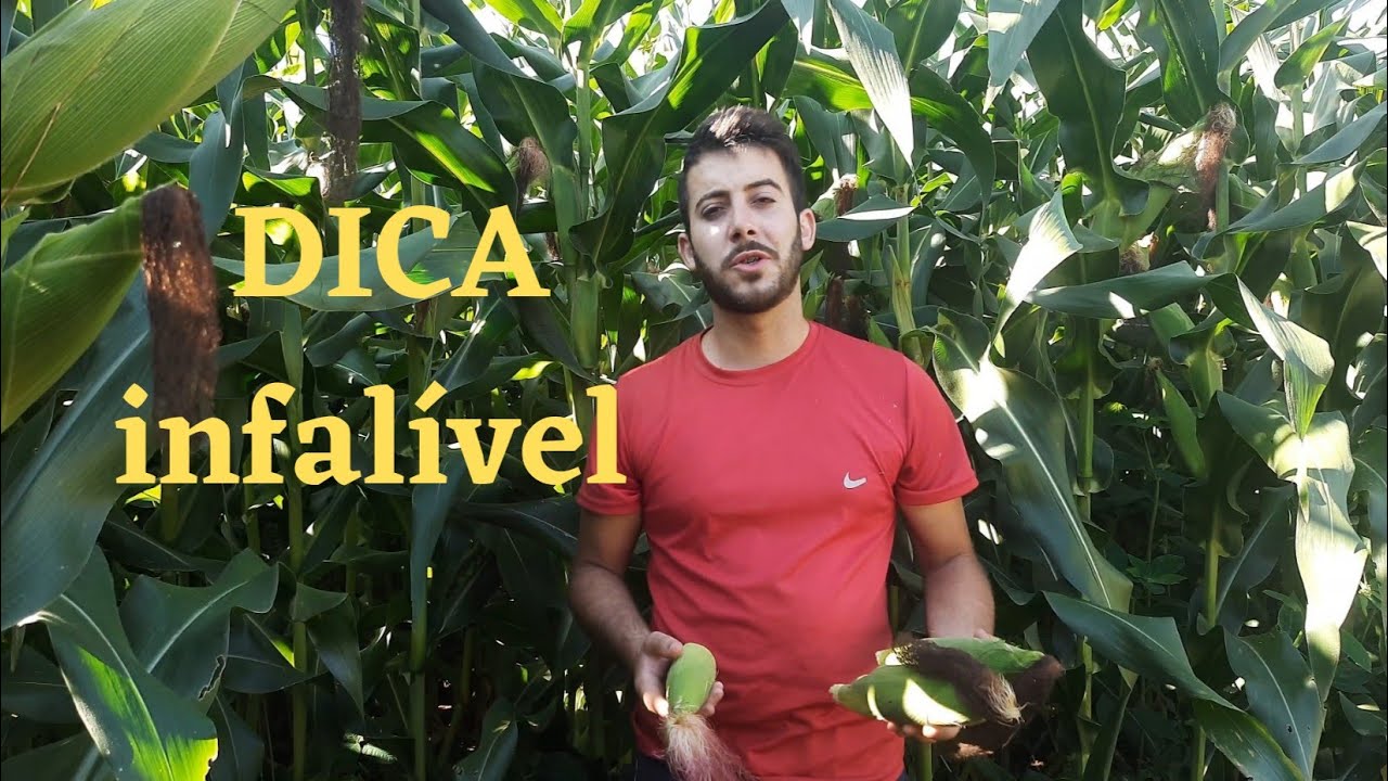 Como saber a hora de colher o milho verde ?