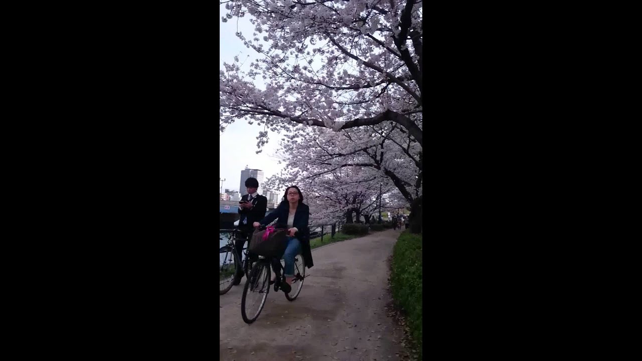 桜  川土手  原爆ドーム前