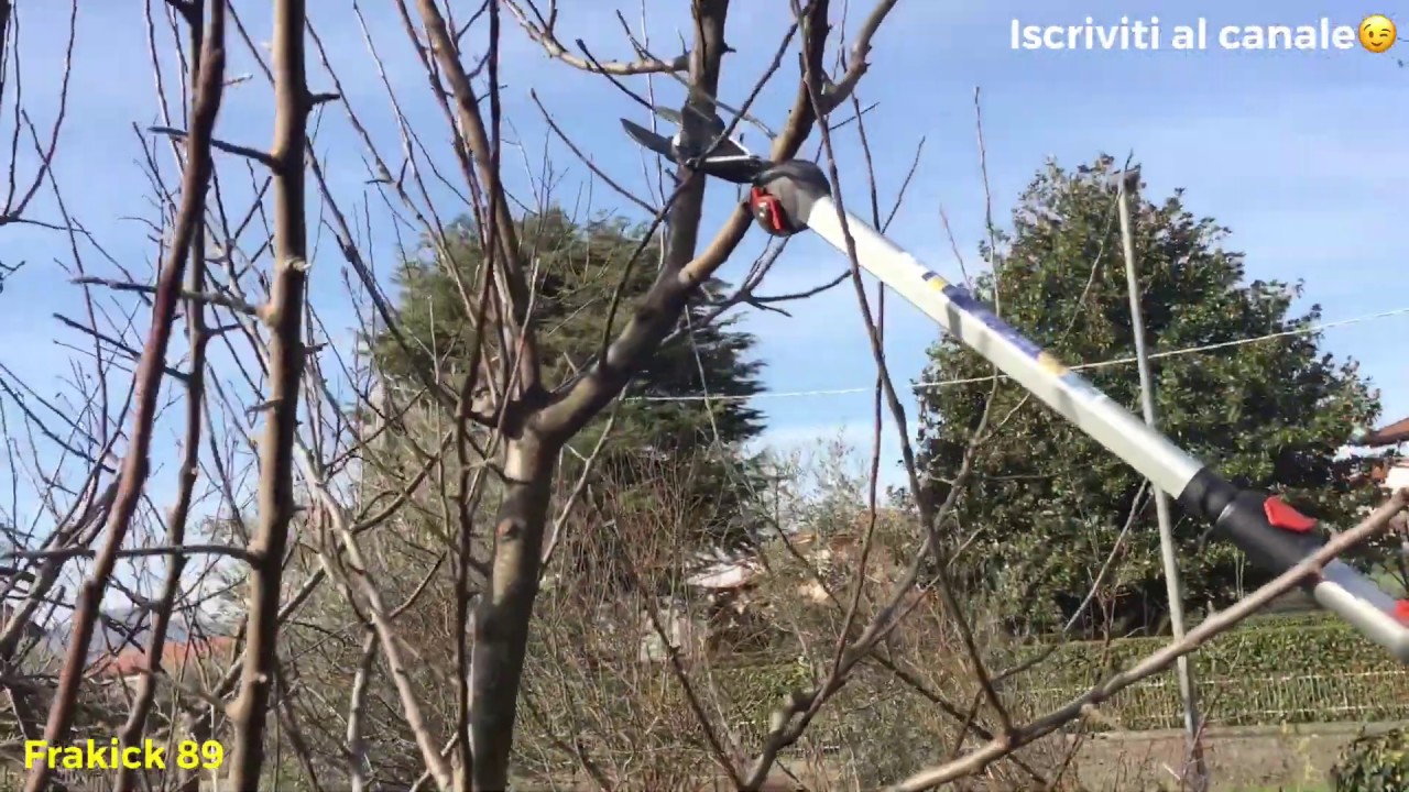 Potatura melo giovane(6/7 anni)