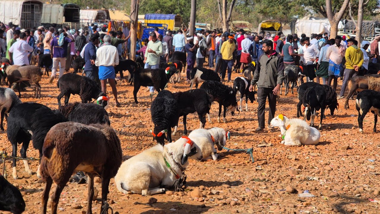 Honnalli sheep and goats market update Every Wednesday morning bazar Karnataka